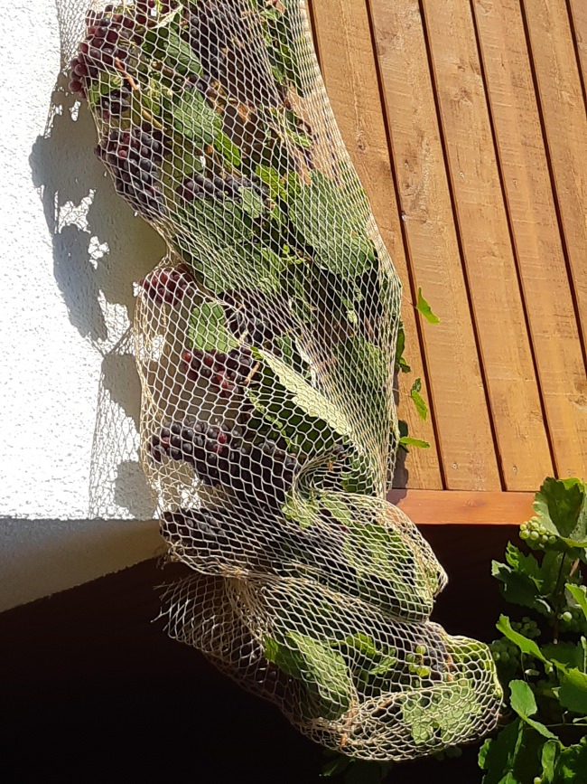 Vogelschutznetz 10 X 4 M, Feinmaschig – Schutz Für Beeren, Kirschbäume & Hochbeete Gegen Tauben & Hagel